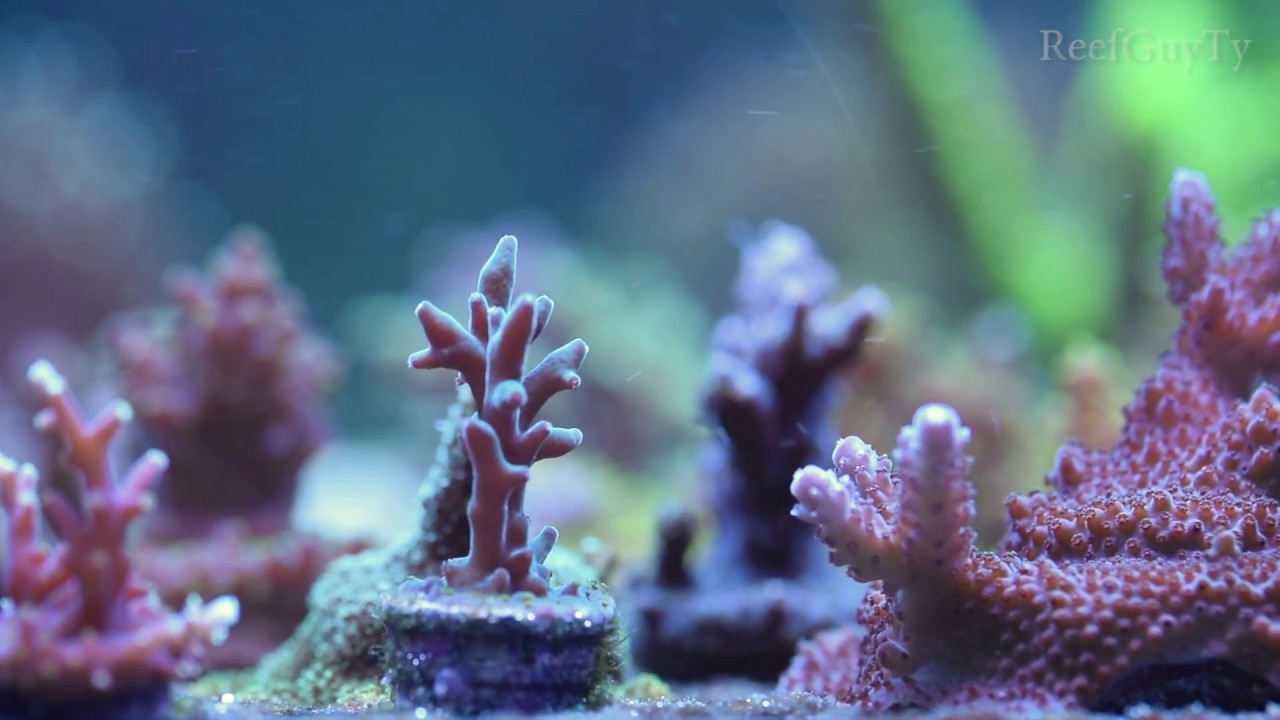A close look at some Acropora coral frags