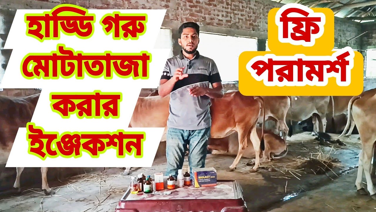 ফ্রি পরামর্শ.!  চিকন গরু মোটাতাজা করার সকল ওষুধের ব্যাবহার এই ভিডিওতে পাবেন।।