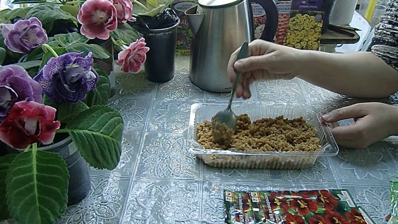 Настурция в горячих опилках ! Взошла 🌱