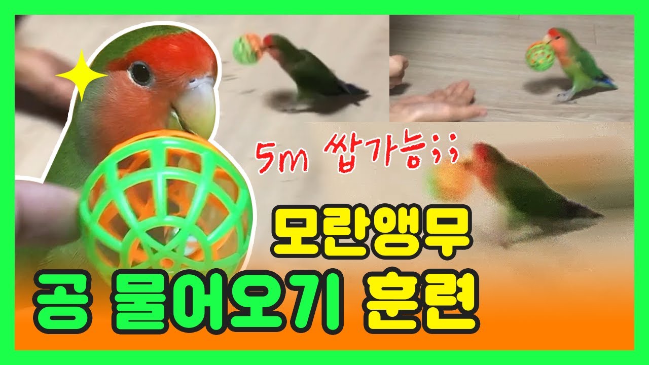 모란앵무 공 물어오기 훈련!!(feat.앵아지)