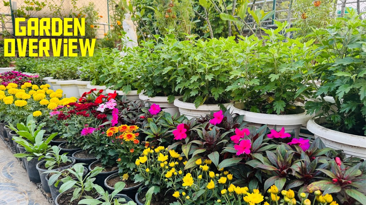 Sunday garden update or overview || winter garden overview