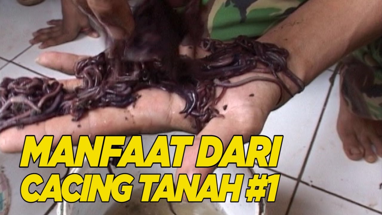 apakah cacing tanah berkhasiat untuk obat? | HALAL