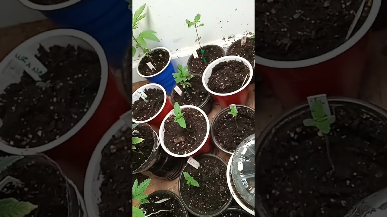 #cannabiseducation #grow #overview #greenthumb #watermelon #kush #landrace #weed #420 #high #plant