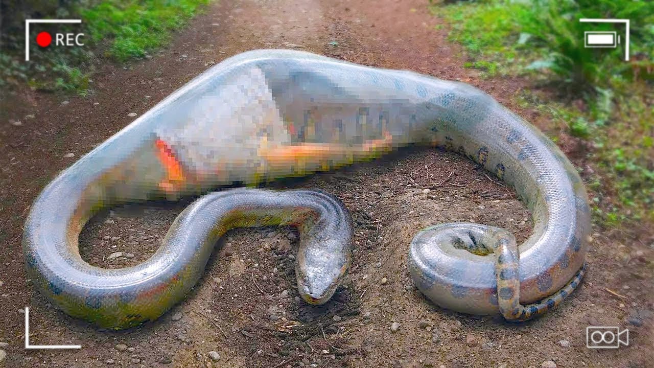 Cops Make Horrifying Discovery Inside Anaconda's Body