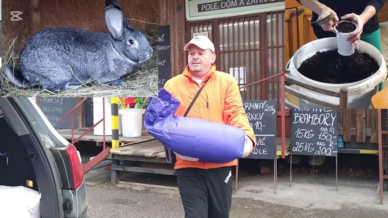 NOVÁ POSILA DO CHOVU, KRMIVO A SADENIE PAPRIKY- KÁPIE !!!