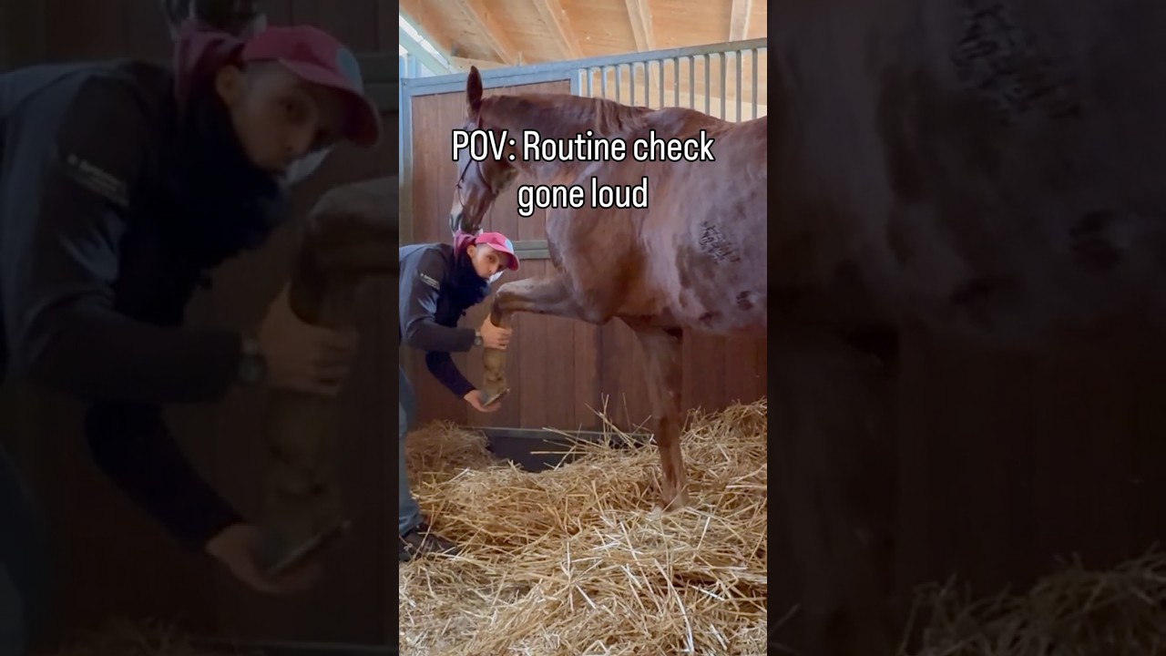 That sound was not expected 🤯💥  #horse  #asmr  #satisfying  #equinephysio
