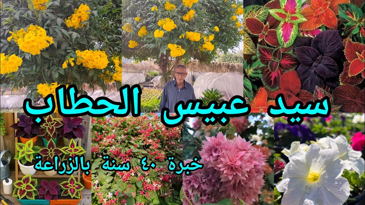 سيد عبيس الحطاب خبرة أكثر من ٤٠ سنة بالزراعة جولة زراعية في مشتل الحطاب نباتات متنوعة العراق 🇮🇶 بابل