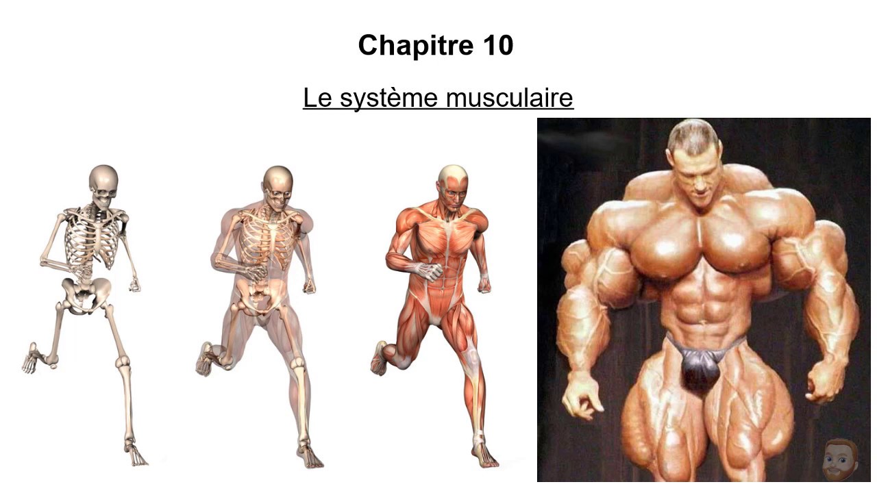 Le système musculaire