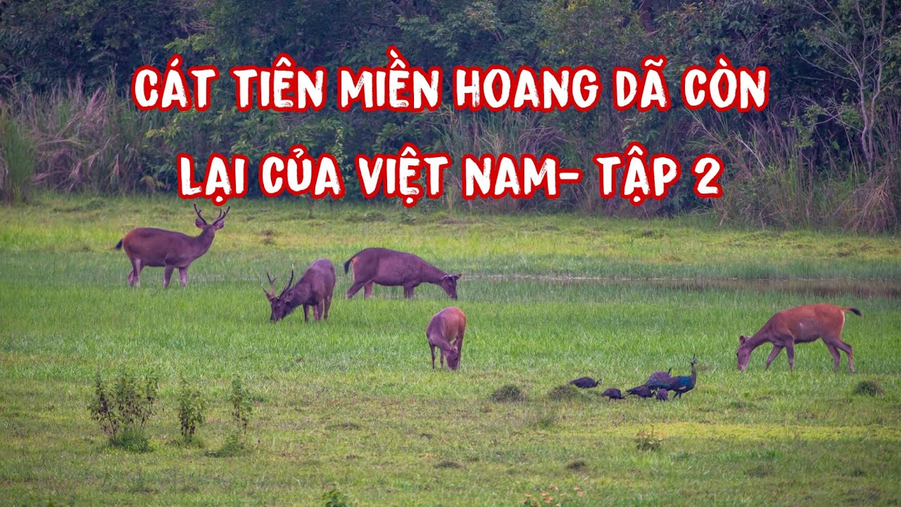 Cát Tiên Miền hoang dã còn lại của Việt Nam - Tập 2