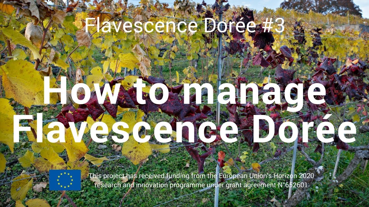 Flavescence Dorèe #3 - How to manage FD