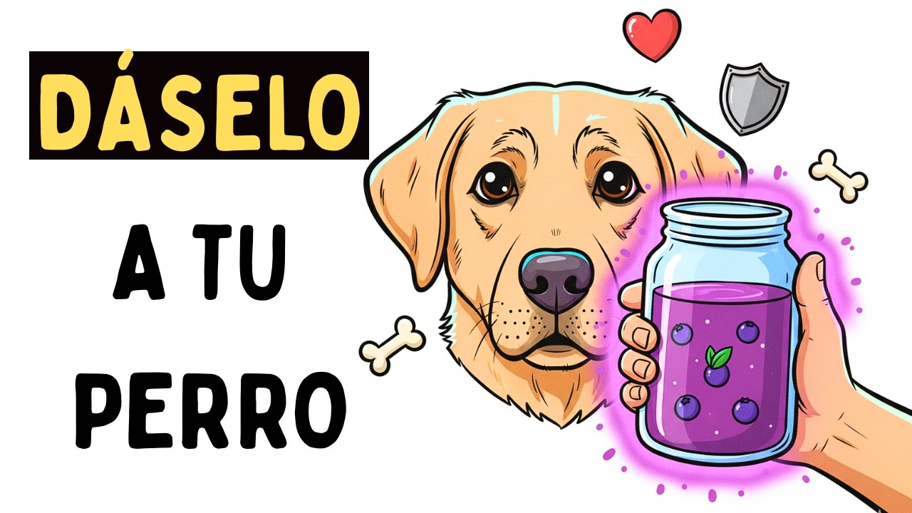 El agua NO es suficiente: 5 bebidas esenciales para la longevidad de tu perro