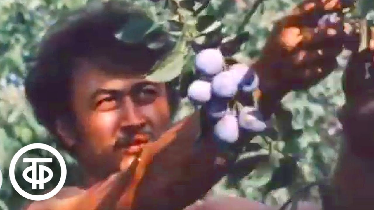 Кубанский эксперимент. Документальный фильм (1987)