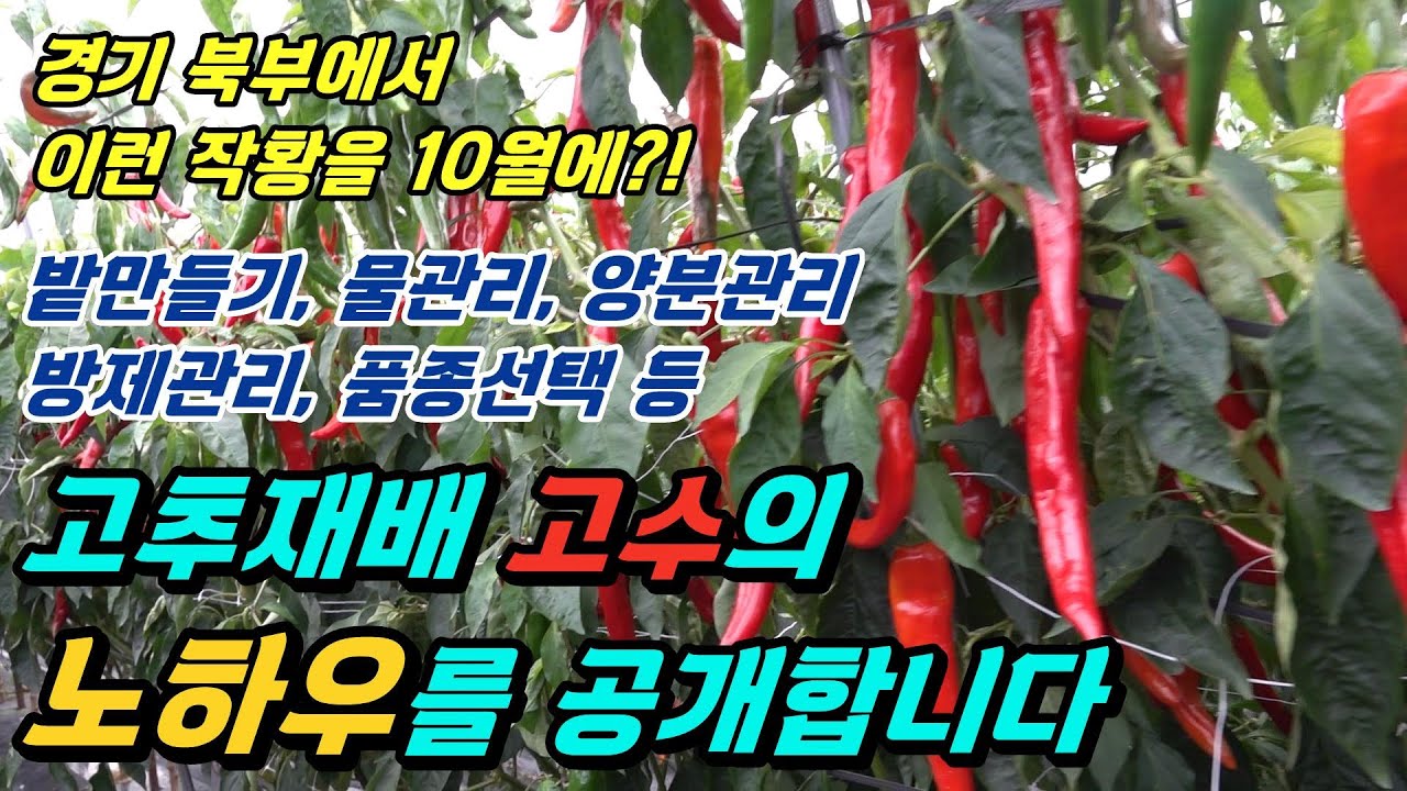 고추재배 고수의 노하우를 공개합니다(38선농원)
