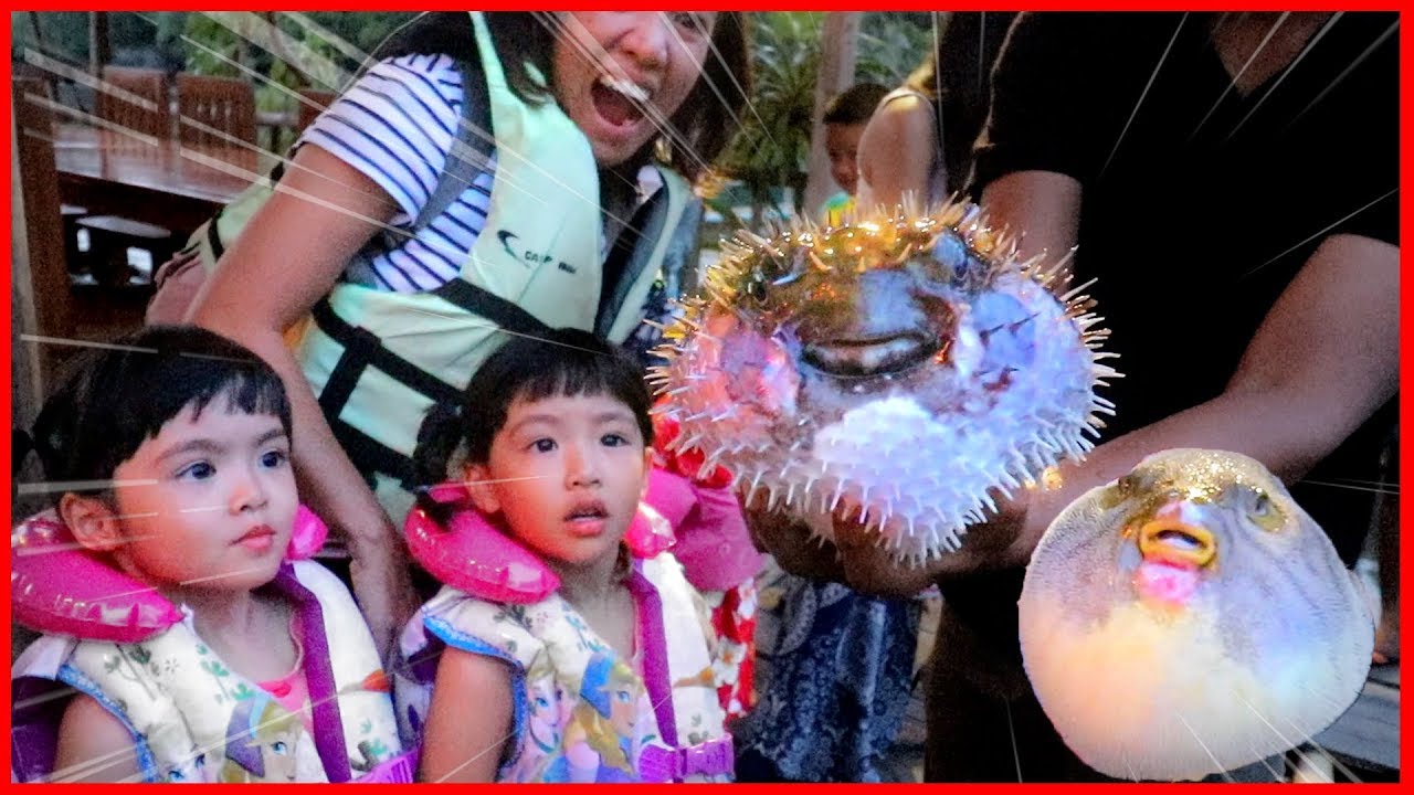 หนูยิ้มหนูแย้ม | ดูปลาปักเป้า ปลาอังกี้เบิร์ด