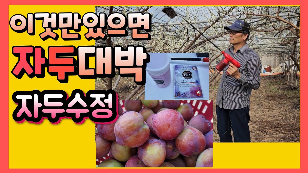 자두 수정결실 이것만 있으면 풍년대박