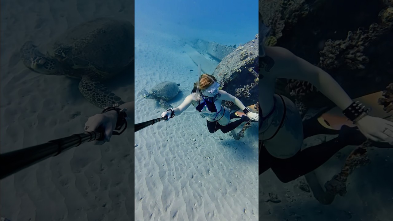 Big honu 🥰🫶 #honu #turtle #freediver #freediving #underwater