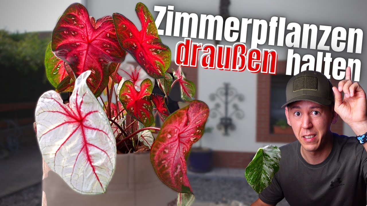Zimmerpflanzen Caladium & Colocasia draußen halten - Balkon Terasse oder Garten ganz egal