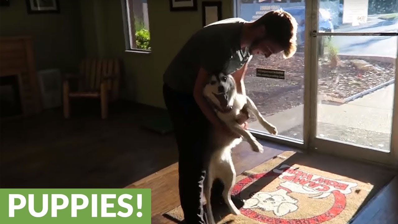 Husky emotionally reunited with owners after week apart