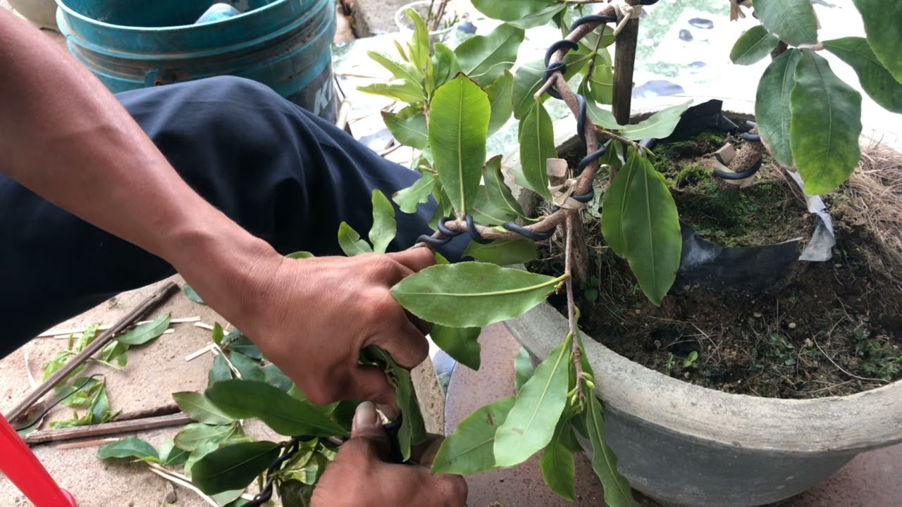 Uốn mai mini dáng thác đổ và dáng trực huyền anh em xem vui.