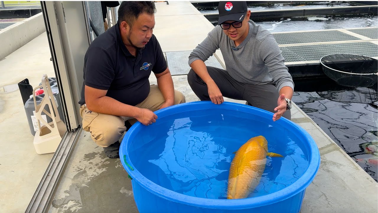 Visit the KOI SHOW WINNER at MARUJYU KOI FARM