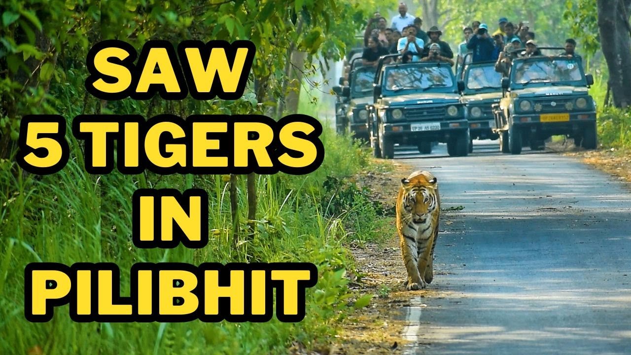 We saw 5 Tigers in Pilibhit Tiger Reserve | How to book Pilibhit jungle Safari?