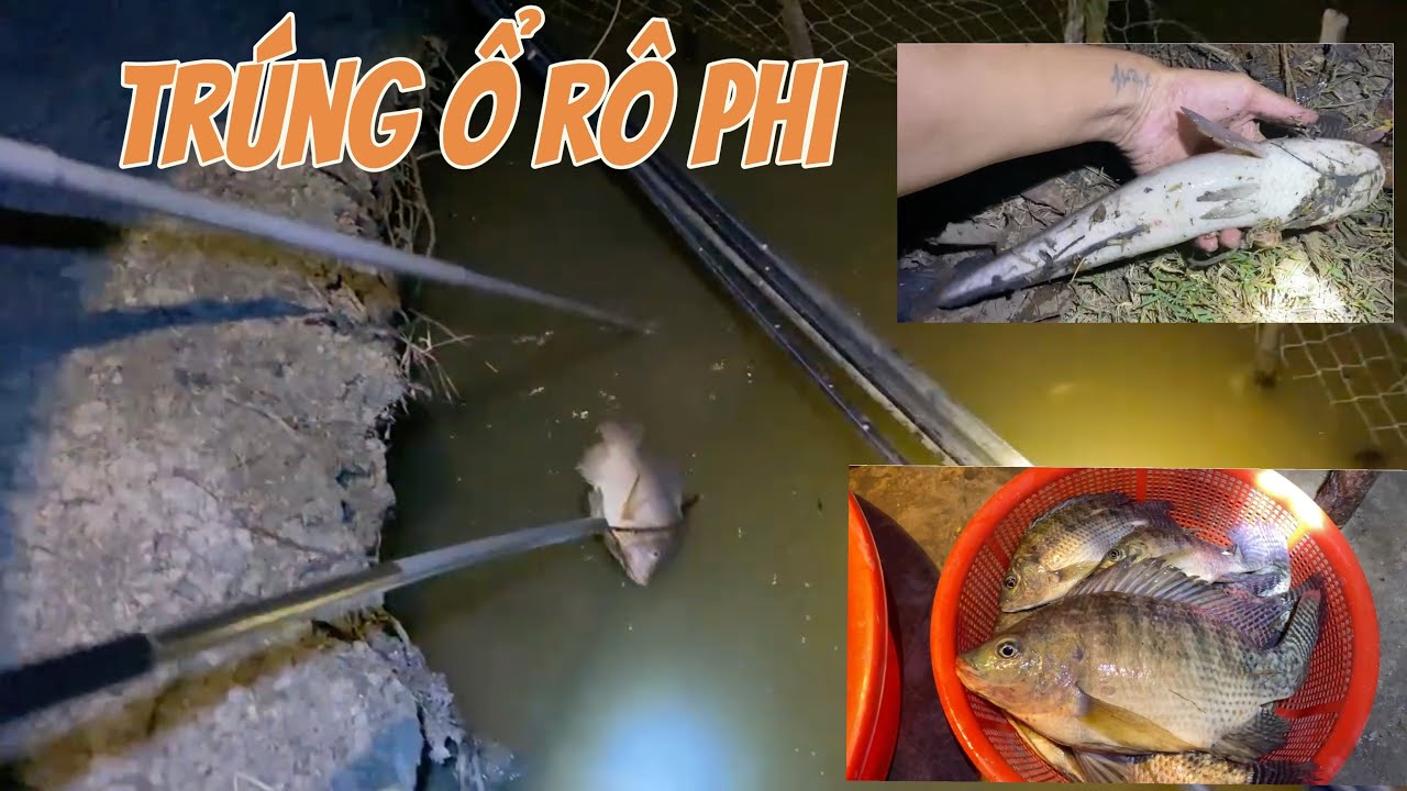 Trúng Ổ Cá Rô Phi Cực Lớn Khi Đang Kích Cá Lóc! / Kích cá miền tây