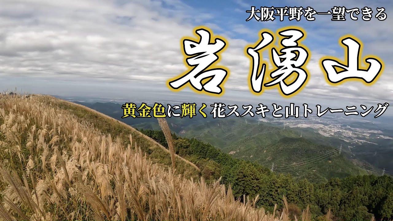 岩湧山・大阪府【黄金色に輝く花ススキと山トレーニング】