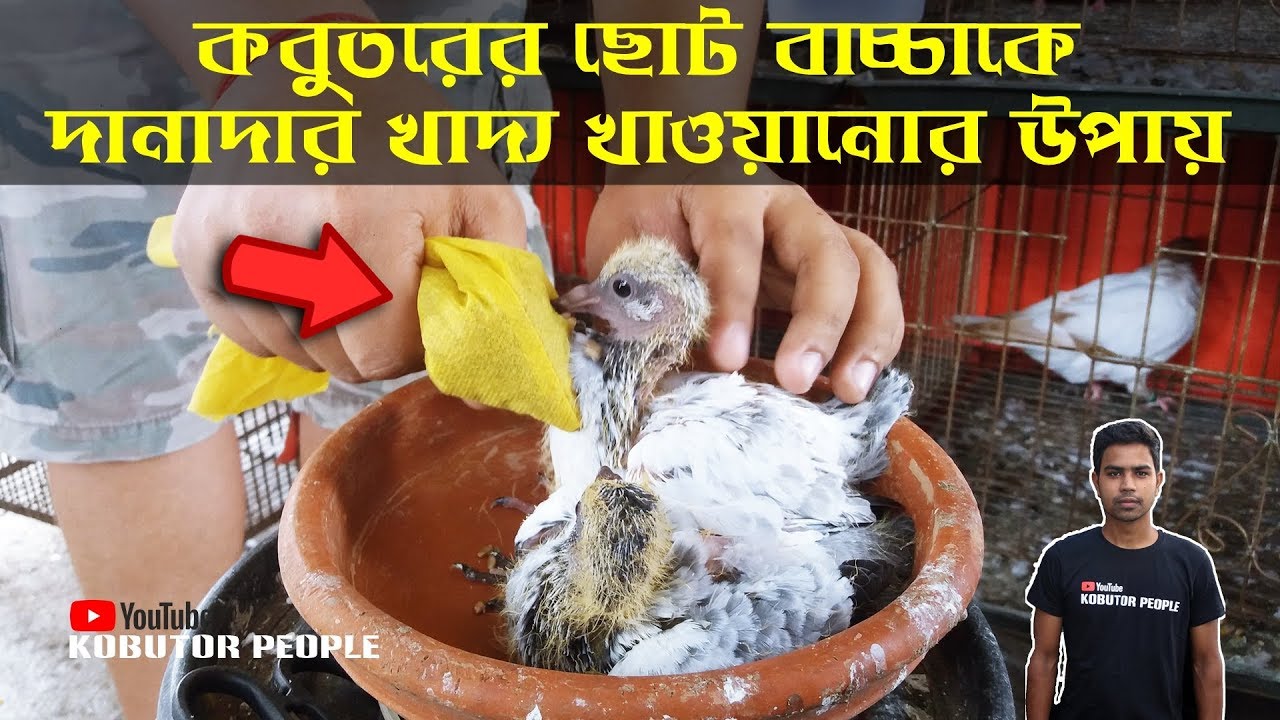 কবুতর এর ৮ - ১০ দিনের ছোট বাচ্চাকে দানাদার খাবার খাওয়ানোর সেরা পদ্ধতি | Pigeon Baby Hand Feeding