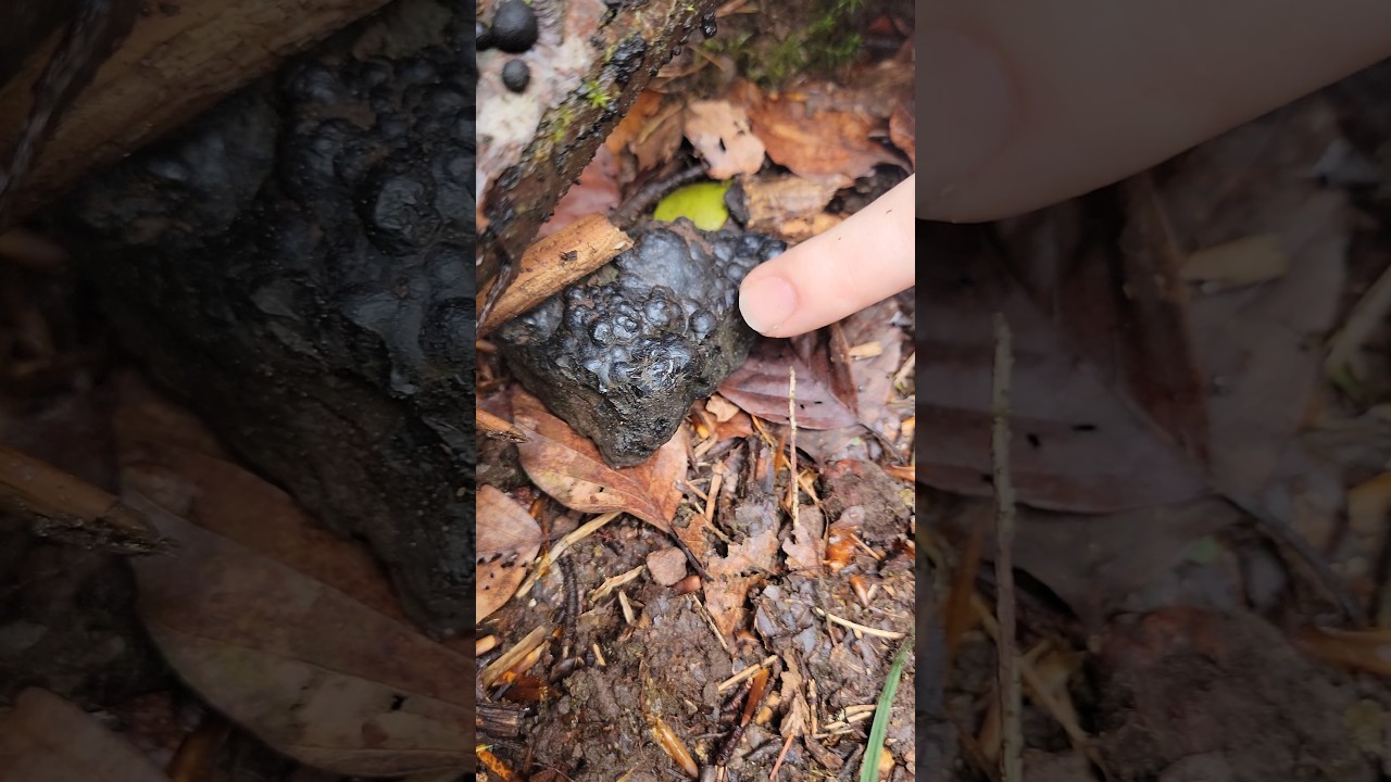 Meteorit gefunden