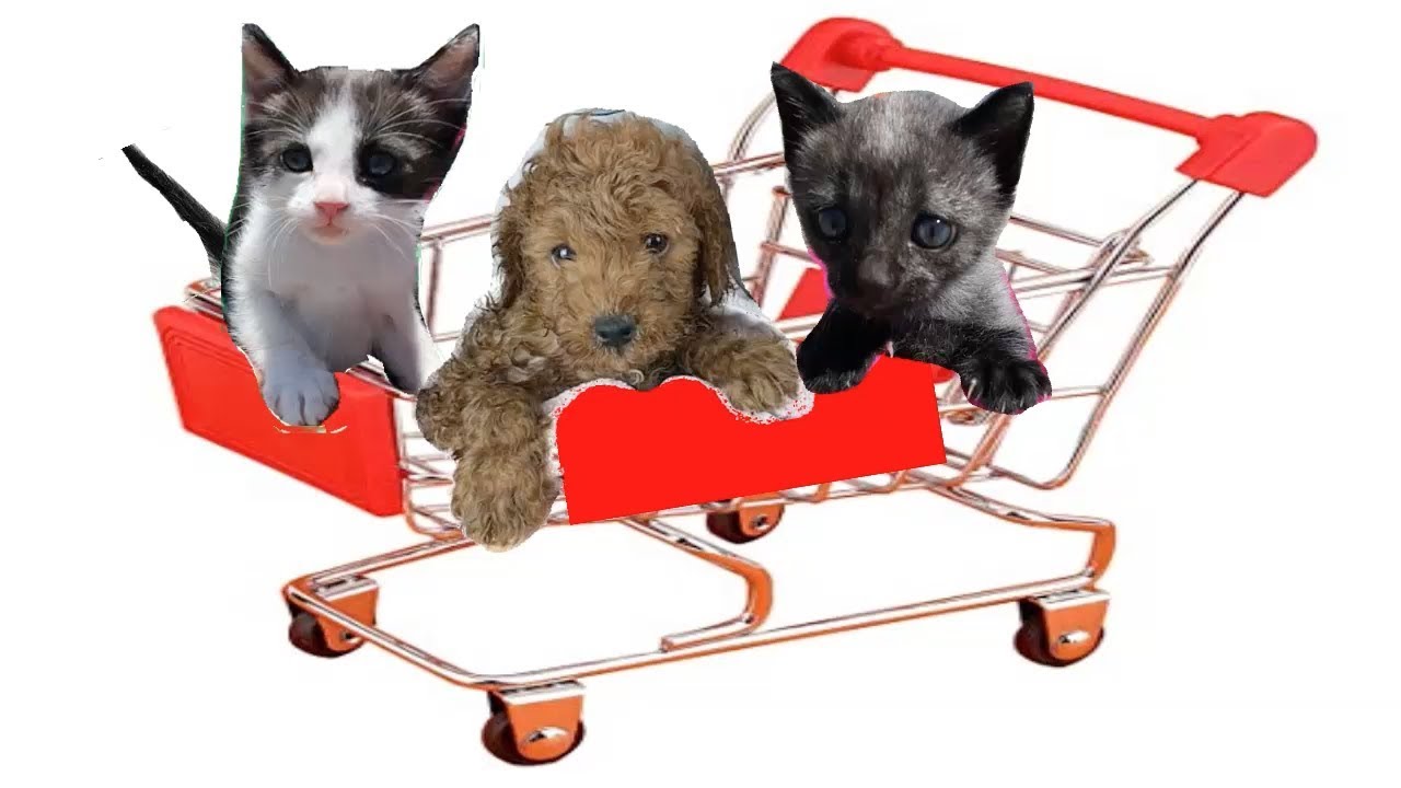 Mi cachorro Cuqui y los gatitos Luna y Estrella van en carro por el supermercado / Funny cats