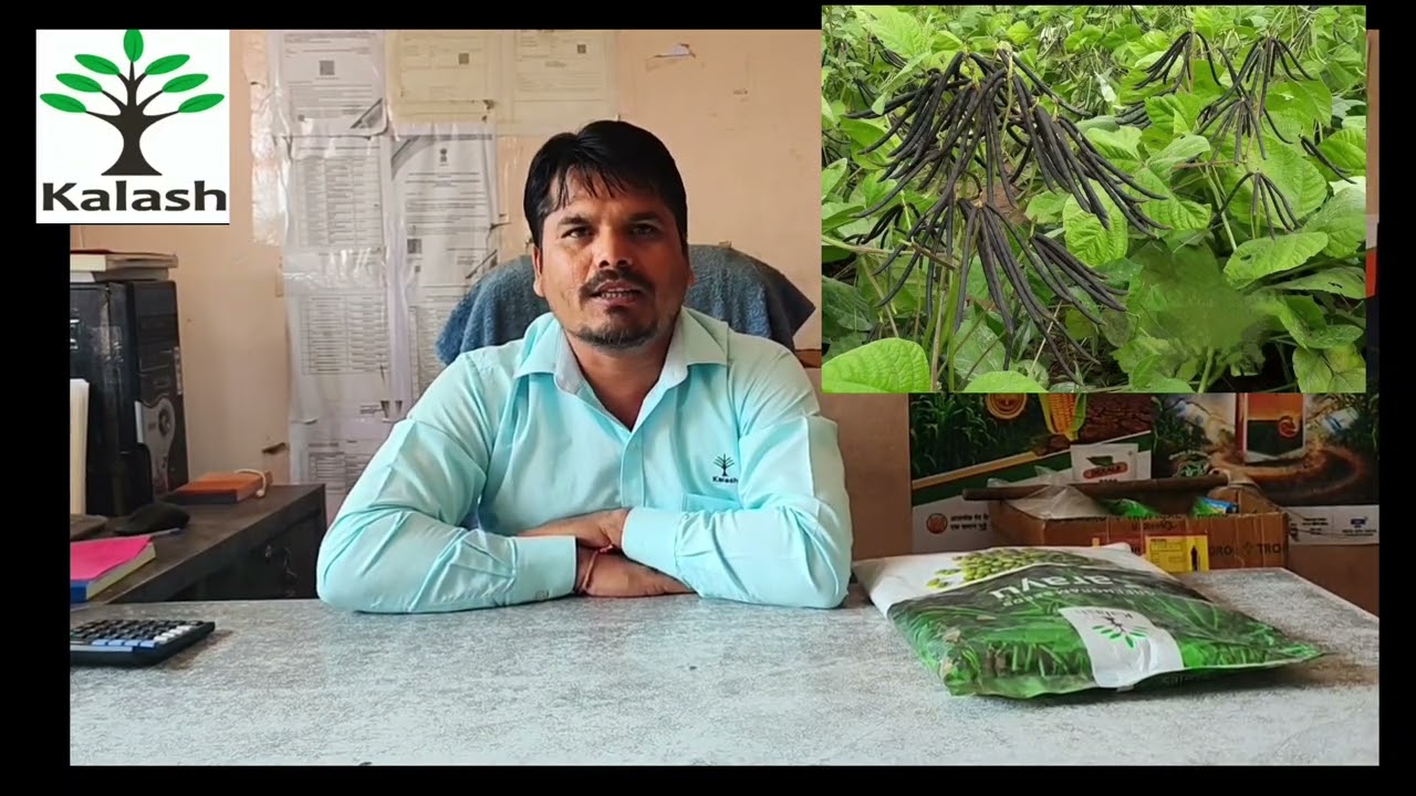 कलश बीज मूंग सरयू पीली मोज़ेक के प्रति सहनशील जल्दी समय में तै #kisan #khetikisani #vedioviralreel #