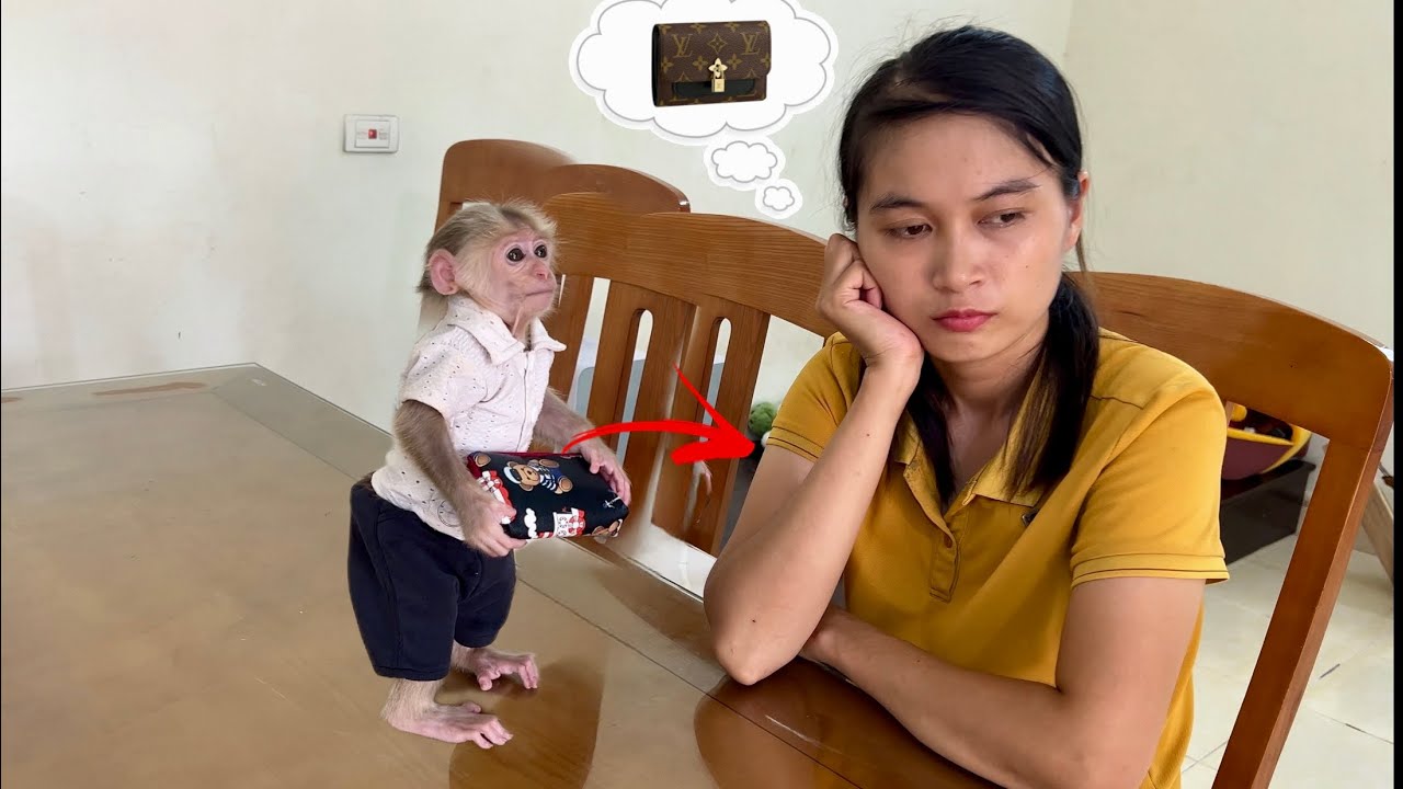 Monkey Abi helps her mother find her lost wallet