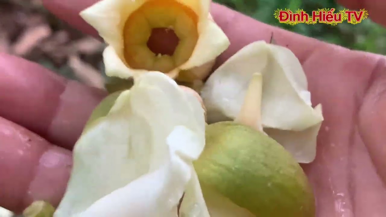 SÁNG 27.2.2026.CHĂM SÓC HOA SẦU RIÊNG 