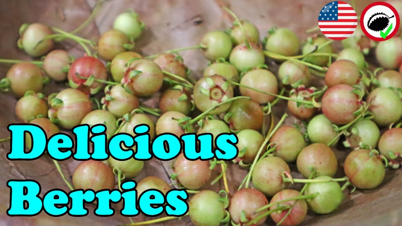 CHILEAN GUAVA - These should be at supermarkets! - Weird Fruit Explorer Ep 348