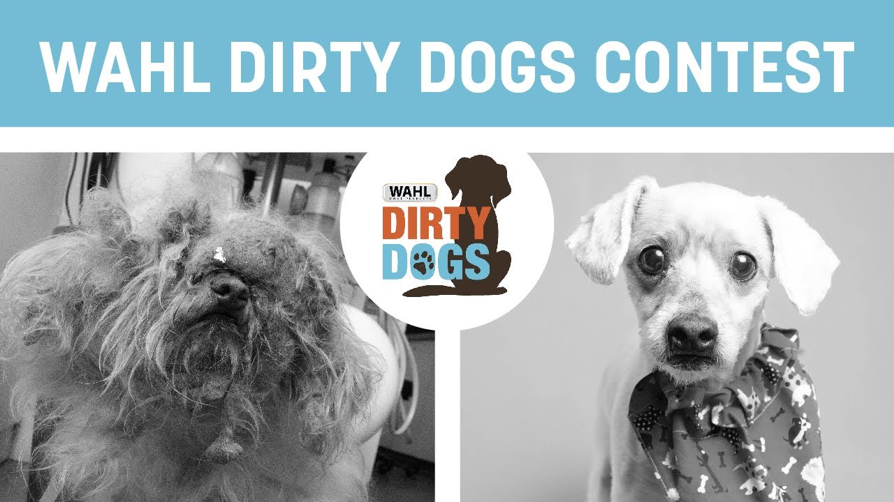 America&rsquo;s 10 Most Amazing Shelter Dog Makeovers Revealed