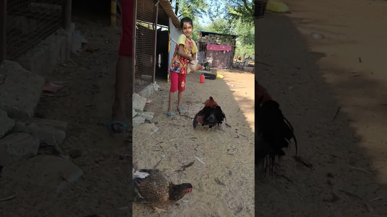 मुर्गे ने की बच्चे की पिटाई!The chicken beat the child!#shorts #farming #bache #chicken #children