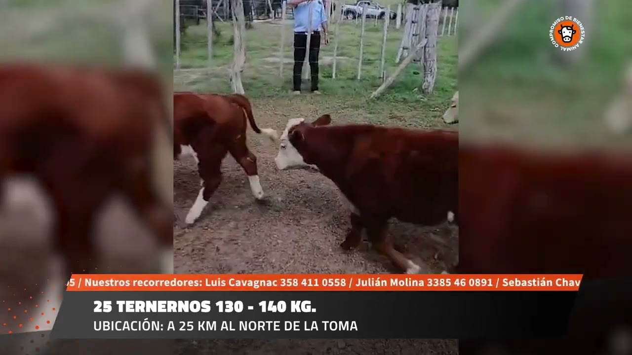 25 TERNERNOS 130 - 140 KG.