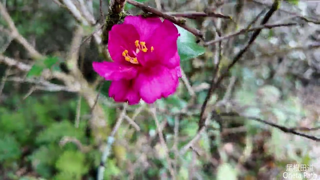 ON3ちょこっと登山・・尾根田道その３