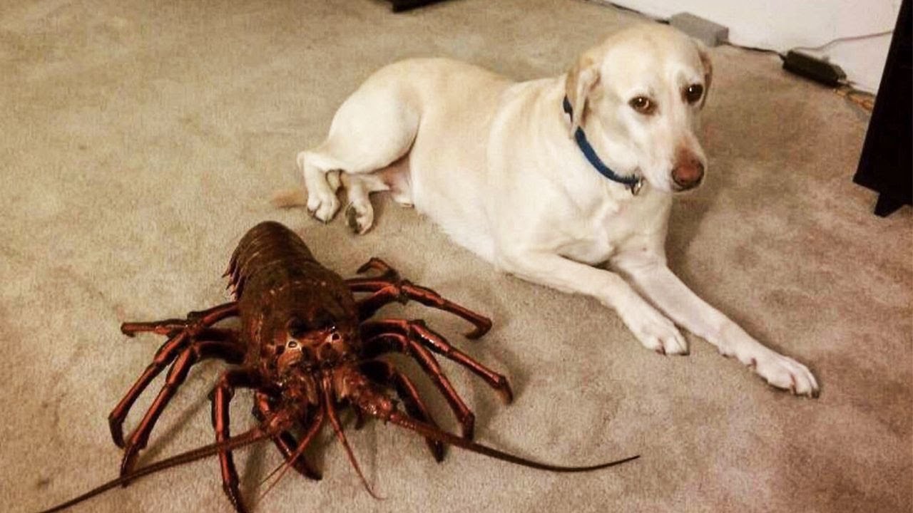 Cats and Dogs Being Funny - Pets Acting Crazy!