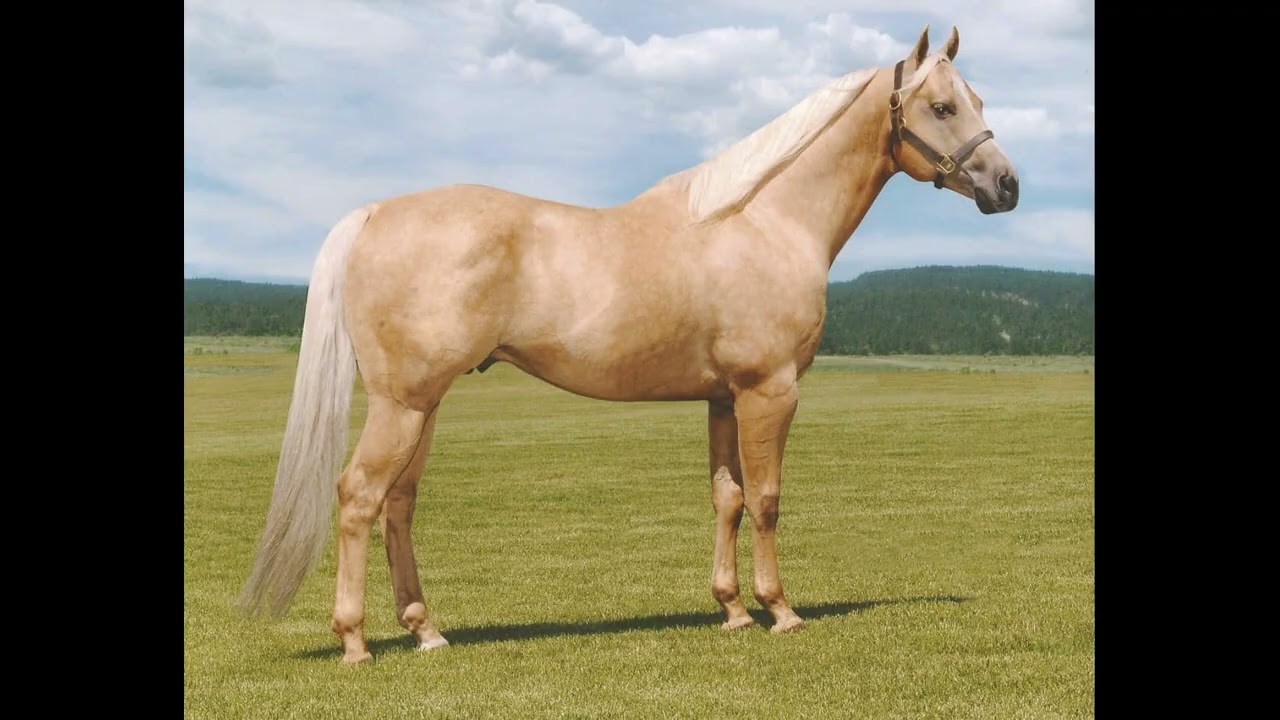 Corrido Del Palomino