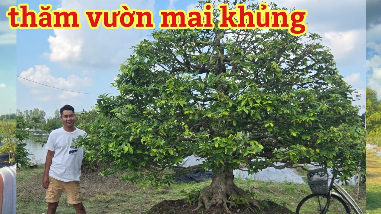 Thăm vườn mai khủng | mai vàng miền nam | ngày 28/2/2026
