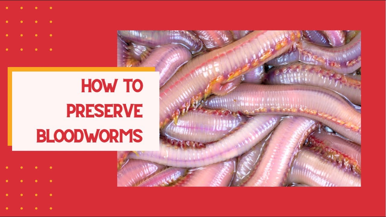 How to Preserve Bloodworms