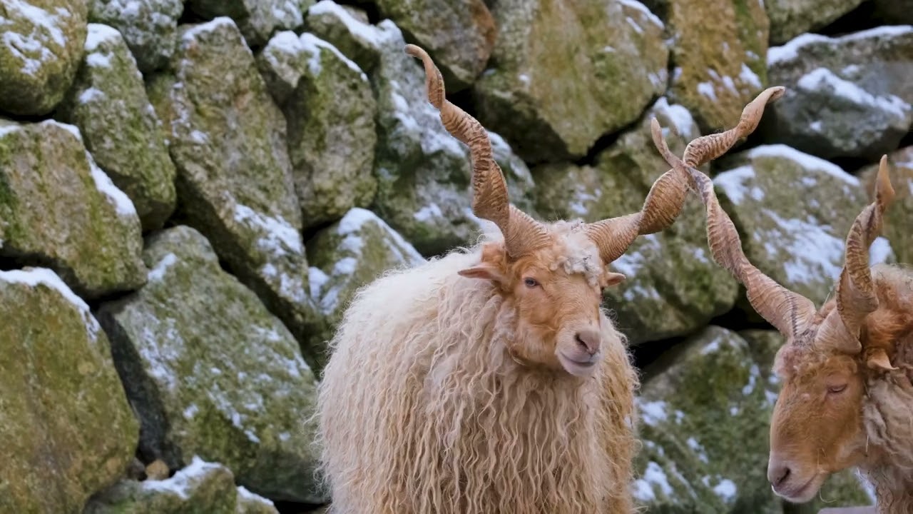 MARKHOR (Capra falconeri) | 4K | Animals Geography