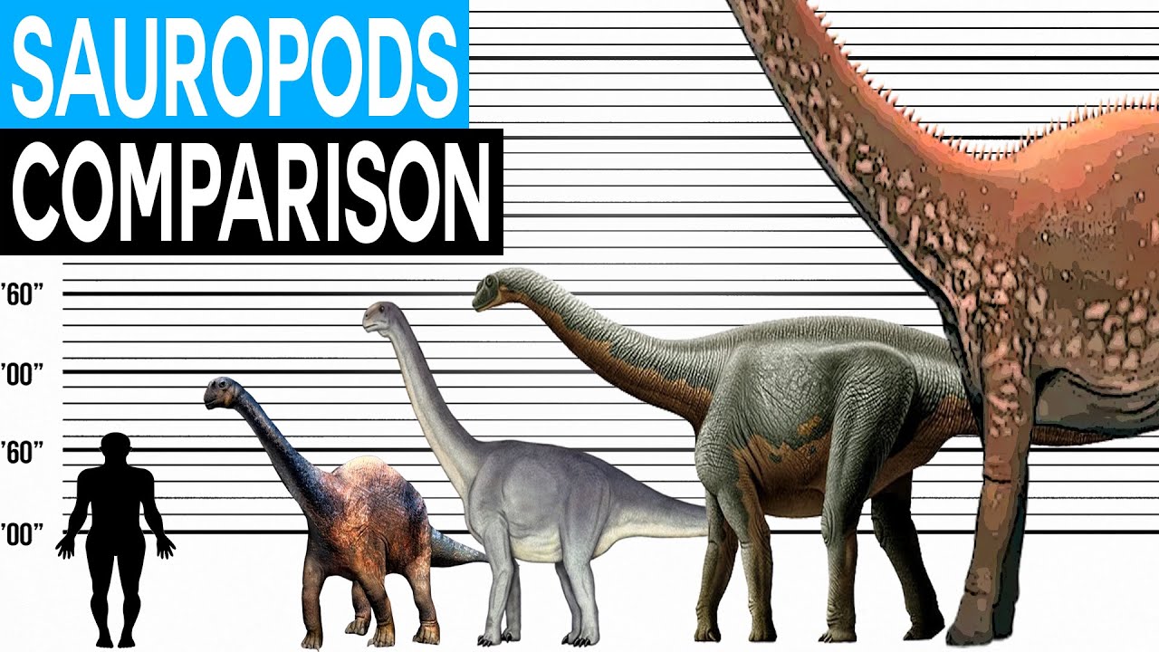 Dinosaur Size Comparison | Sauropods