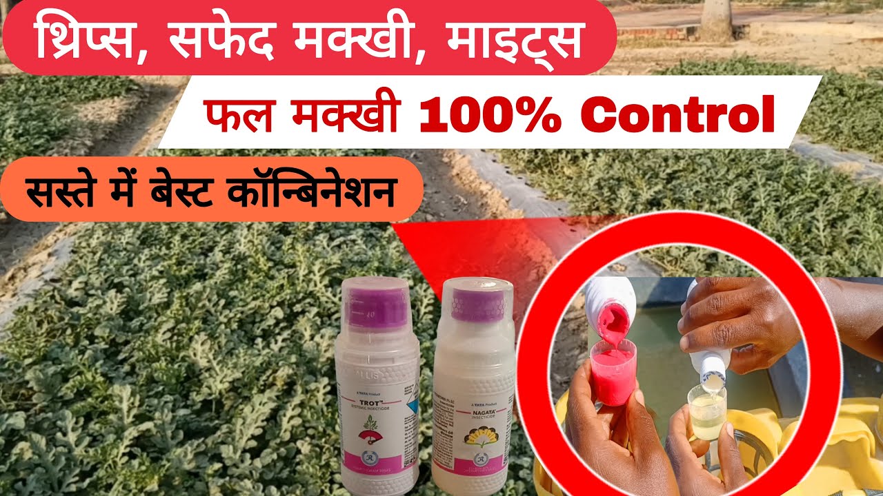 thrips, mites whitefly & fruit fly 💯% control | best insecticide combination |