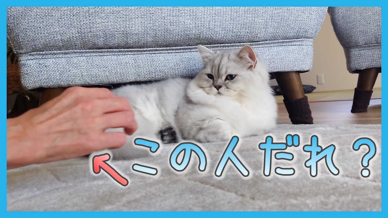 【猫side】初対面の人に警戒？ツンデレ猫のリアルな反応（ミヌエット）