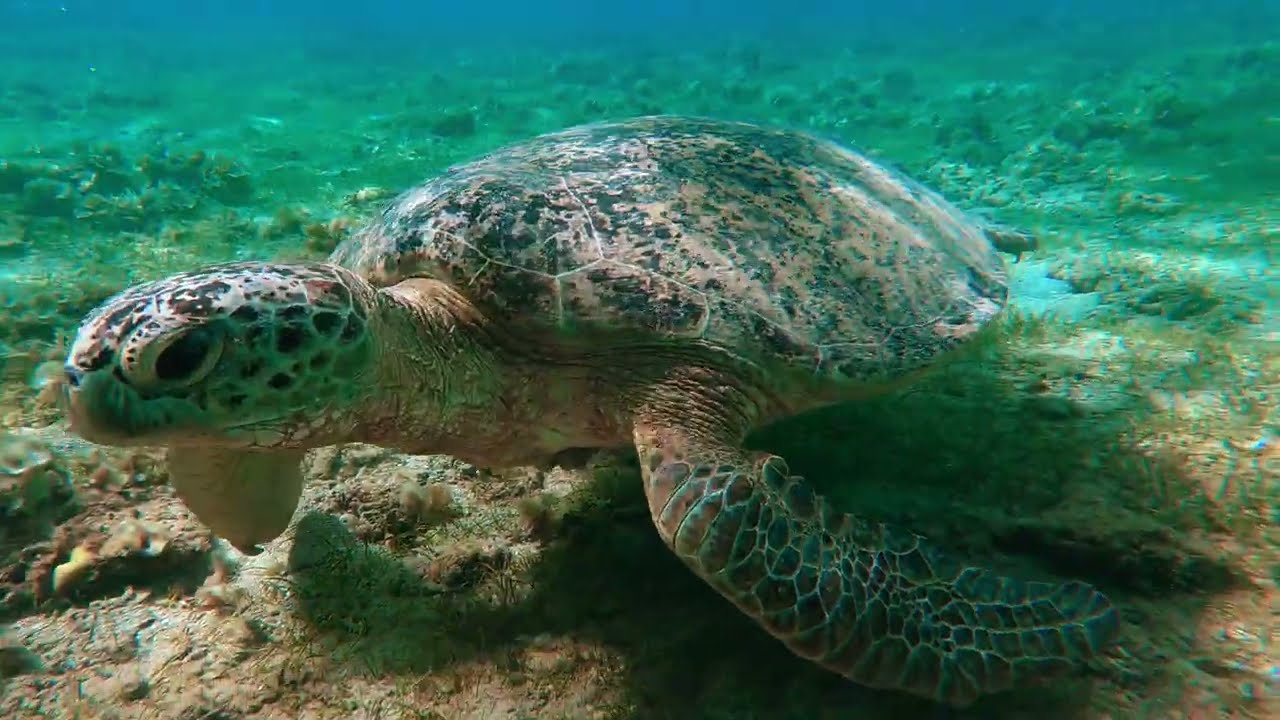 Sea Turtles Ocean's Gentle Travelers/Cadlma #sea #sealife #seaturtles #relaxingscenery #relax