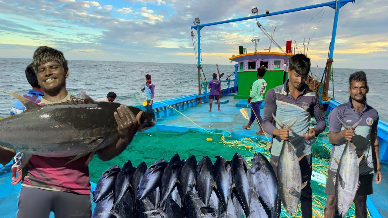 Wow ! Last Day We Caught a lot of Tune Fishes | கடைசி நாள் அதிர்ஷ்டமாக கிடைத்த நிறைய மீன்கள்