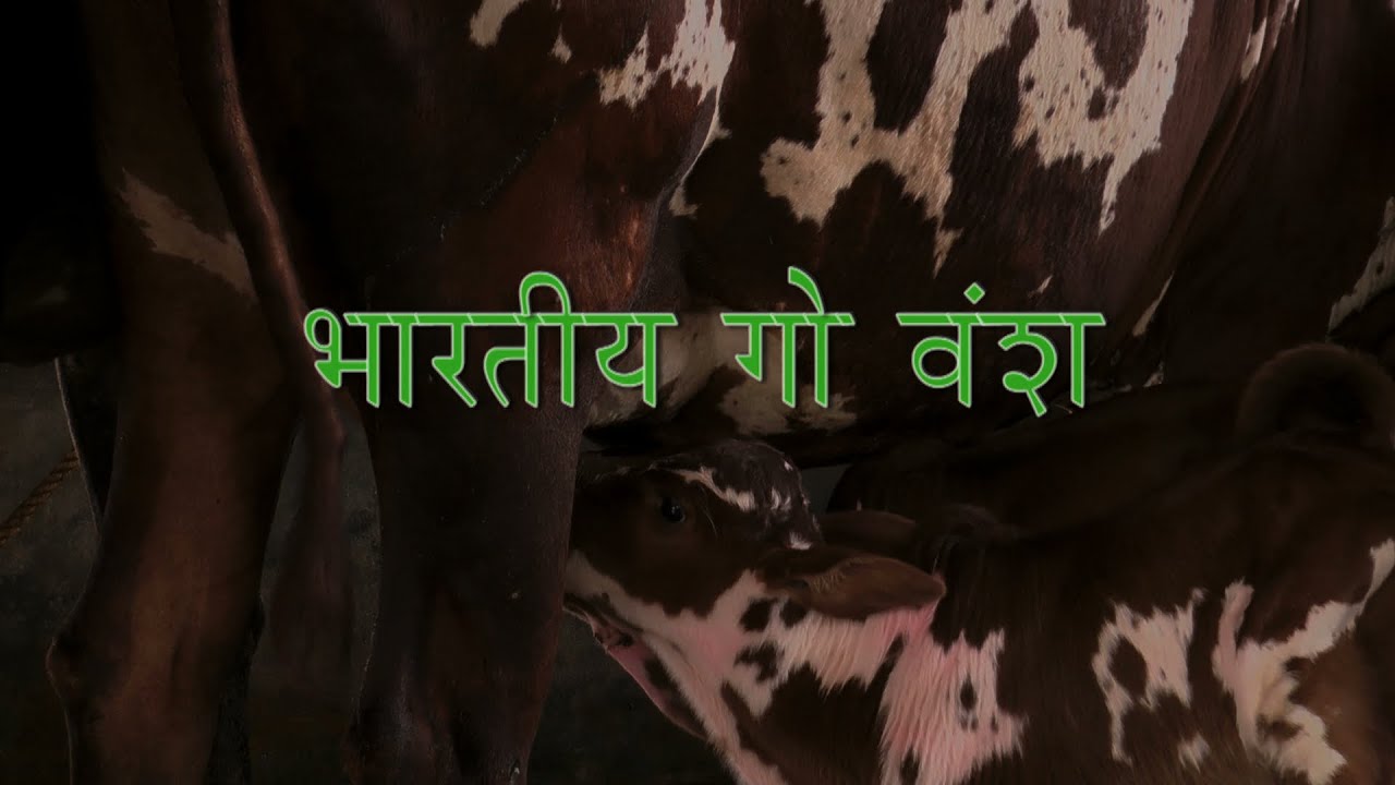 Indian Cow Breeds (Bharatiya Go Vansh) - Hindi