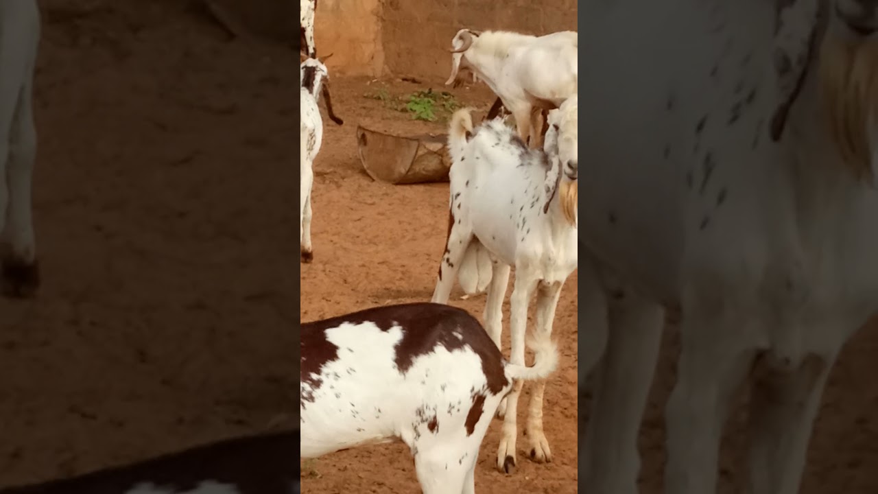 Chevres Panachées ( sahélienne du Niger )(1)